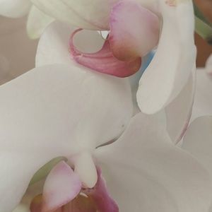 Meet your Posher, Sylvia